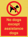 no-dogs-except-assistance-dogs~
